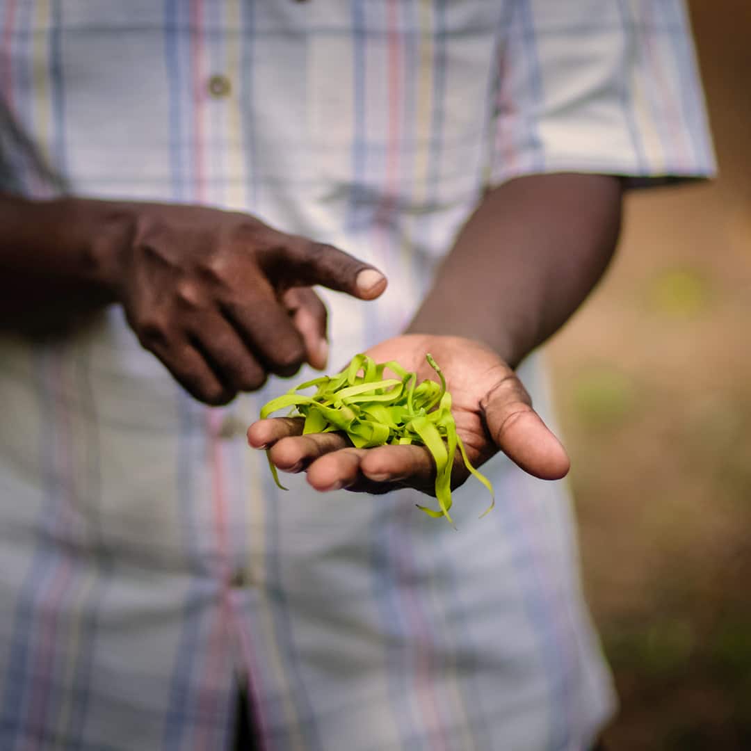 man in spice farm in zanzibar